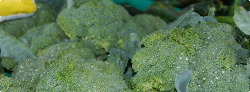brocolli