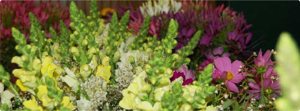 flowers6
