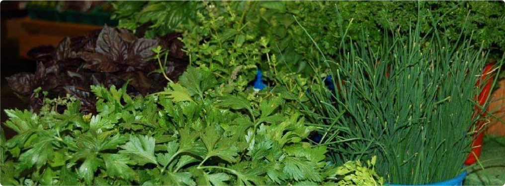 herbs