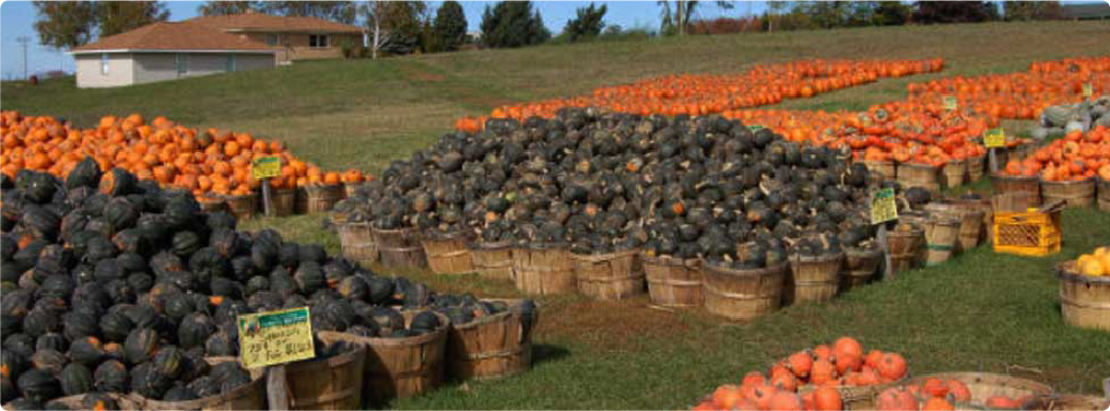 pumpkins