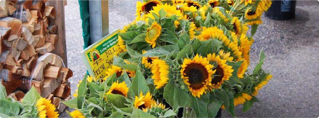 sun-flowers