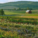 bills-flower-fields
