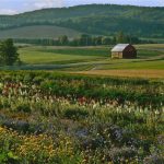 bills-flower-fieldsweb2