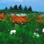 bills-flower-gardenweb2