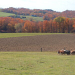 cattle-in-pasture