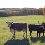 cattle-on-hillside