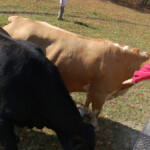 child-pet-cattle