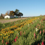field-of-flowers