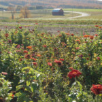 field-of-flowers2