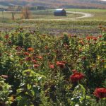 field-of-flowers2web2