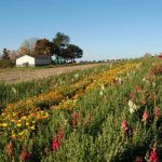 field-of-flowersweb2