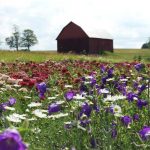 flowersaweb2