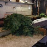 greens-in-shop