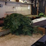 greens-in-shop_0