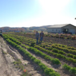 in-the-fields