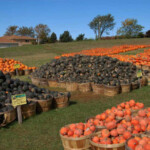 more-pumpkins-displayweb2