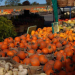 pie-pumpkins-displayweb2