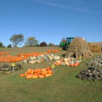 pumpkins-gourds-displayweb2
