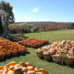 pumpkins-gourds-hillside