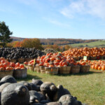 pumpkins-squash-in-baskets