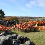 pumpkins-squash-in-basketsweb2