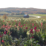 snapdragons