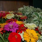 snow-on-the-mountain-for-web