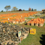 squash-and-pumpkins-display