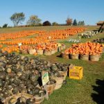 squash-and-pumpkins-displayweb2