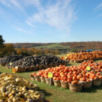 squash-display