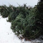 tree-1