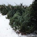 tree-1