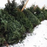 tree-3