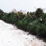 tree-4