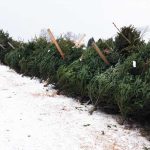 tree-5