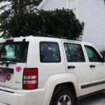 tree-on-white-jeep